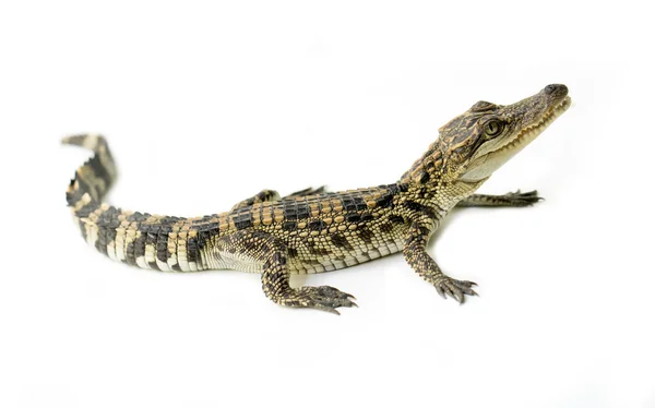 Young crocodile on white background — Stock Photo, Image