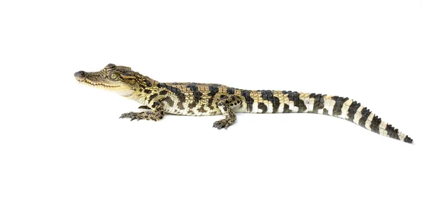 Crocodilo jovem no fundo branco — Fotografia de Stock