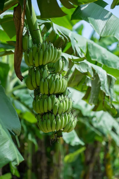 Green banana bunch — Stock Photo, Image