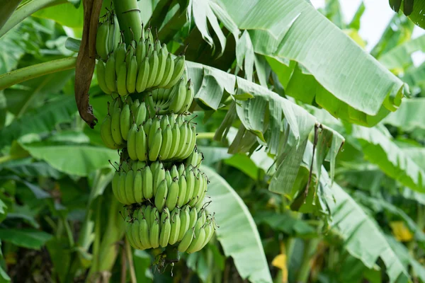 Green banana bunch — Stock Photo, Image