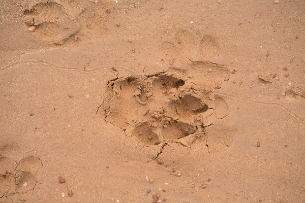 Dog footprint on beach — Stock Photo, Image