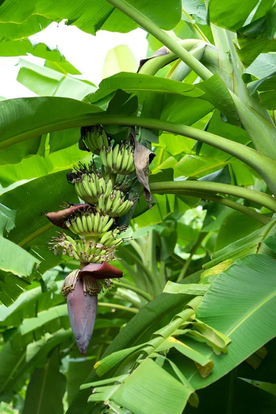 Grüne Bananenstaude — Stockfoto