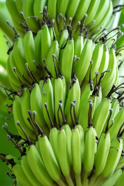 Green banana bunch — Stock Photo, Image