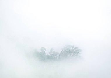 Tropikal yağmur ormanları sisli sabah sisi ile kaplıdır.