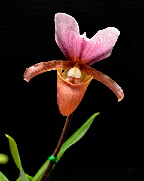 Orchidea Pawiana Paphiopedilum Charlesworthii — Zdjęcie stockowe