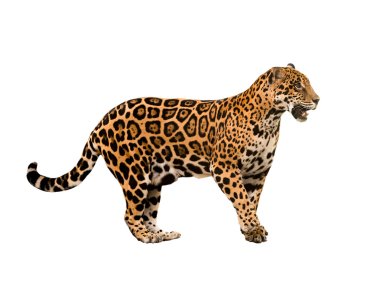 jaguar ( panthera onca ) isolated clipart