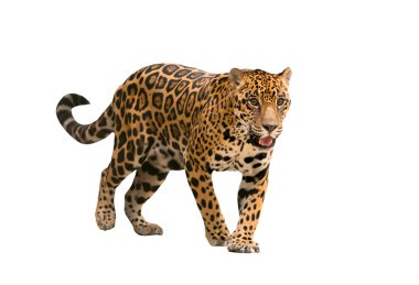 izole jaguar (panthera onca)