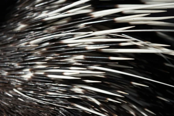 Porcupine spine — Stock Photo, Image