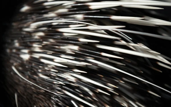 Porcupine spine — Stock Photo, Image