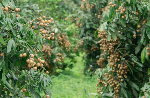 Fresh longan on tree — Stock Photo, Image