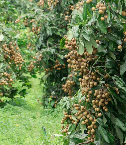 Fresh longan on tree — Stock Photo, Image