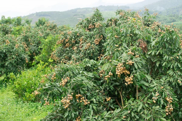 Taze longan ağaç üzerinde — Stok fotoğraf