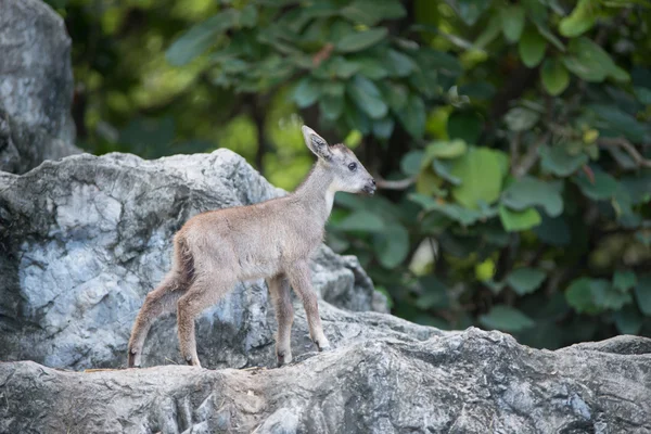 Joven goral de pie sobre la roca —  Fotos de Stock