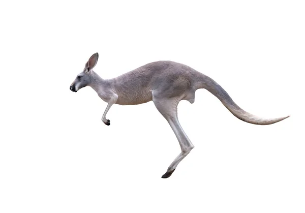 Grey kangaroo jumping — Stock Photo, Image