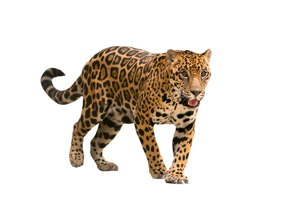 Jaguar (panthera onca) na białym tle — Zdjęcie stockowe