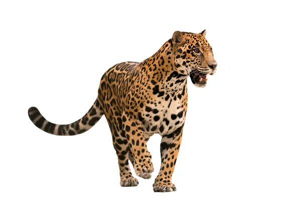 Jaguar (panthera onca) na białym tle — Zdjęcie stockowe