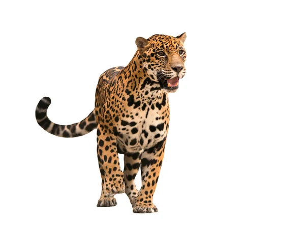 Jaguar (panthera onca) na białym tle — Zdjęcie stockowe