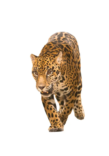 Jaguar (panthera onca) izolat — Fotografie, imagine de stoc