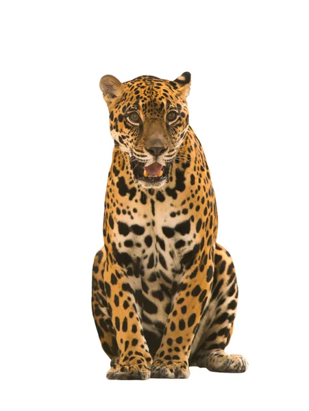 Jaguar (panthera onca) na białym tle — Zdjęcie stockowe
