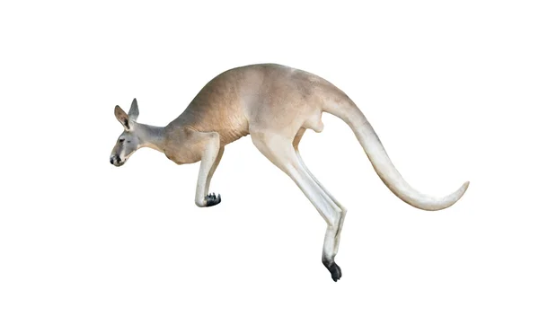 Red kangaroo jumping — Stock Photo, Image