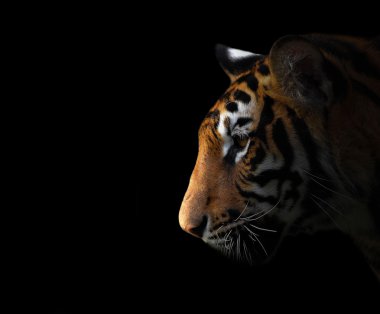 Bengal kaplanı karanlıkta