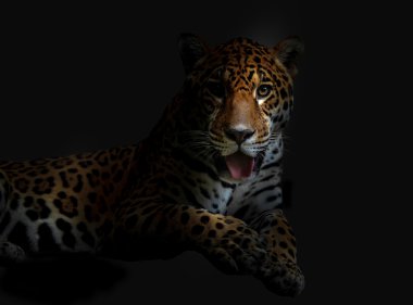 leopar yalan 