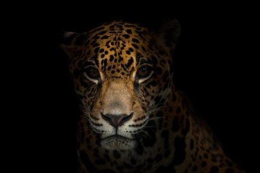 jaguar ( Panthera onca ) in the dark clipart