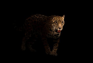 Jaguar (panthera onca) koyu