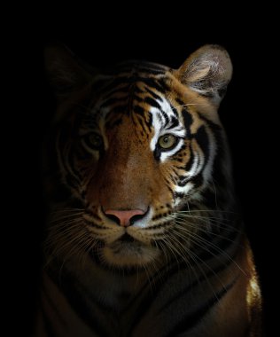 Bengal kaplanı kafa