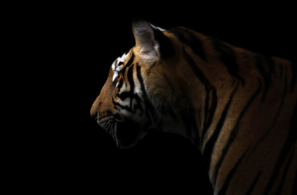 bengal tiger in the dark
