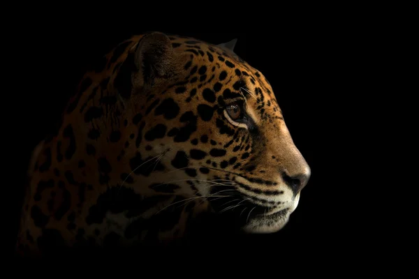 Jaguar (Panthera onca) en la oscuridad — Foto de Stock