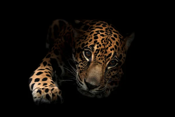 Jaguar (panthera onca) in het donker — Stockfoto