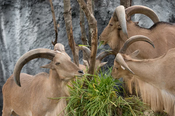 Barbary sheep eating green grass — Stock Photo, Image