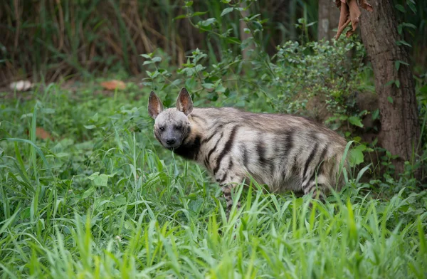 Hyena žíhaná — Stock fotografie