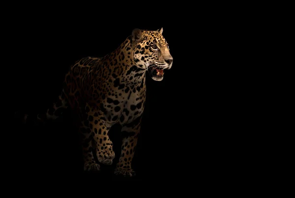 Jaguar (Panthera onca) dans l'obscurité — Photo