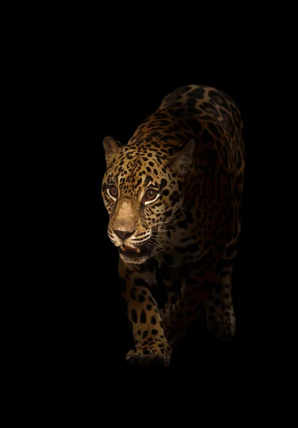 Jaguar (Panthera onca) en la oscuridad — Foto de Stock