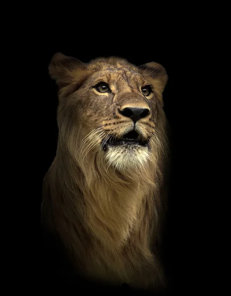 暗い夜のライオン — ストック写真