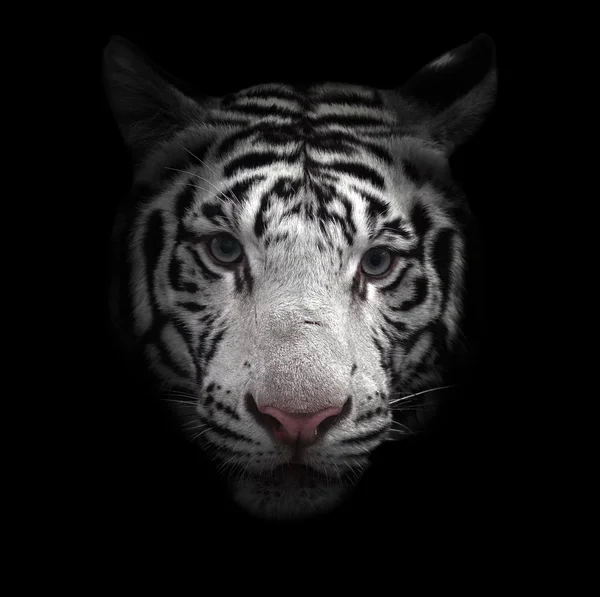 Cara de tigre de bengala blanco — Foto de Stock