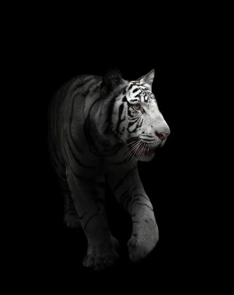 Tigre de bengala blanco aislado — Foto de Stock