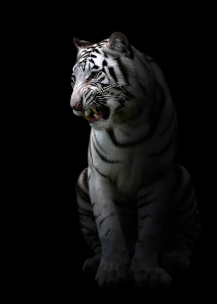 White bengal tigerin the dark — Stock Photo, Image