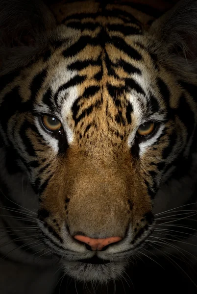 Cara de tigre — Fotografia de Stock