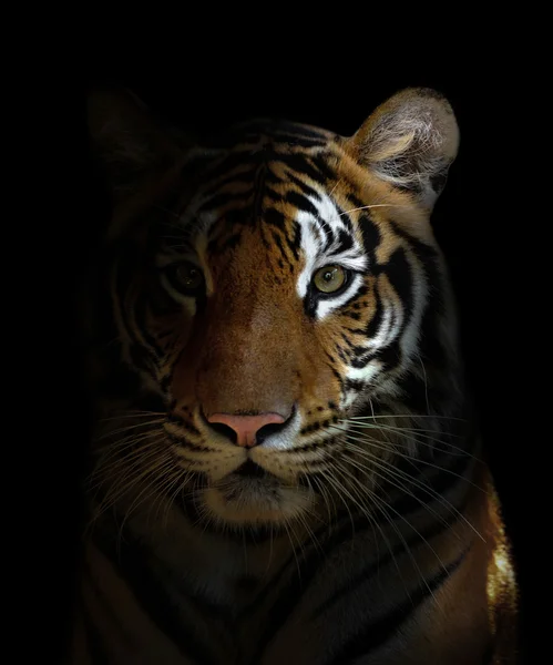 Bengal tiger huvud — Stockfoto