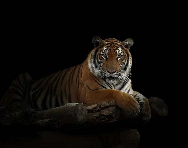 벵골 호랑이 — 스톡 사진