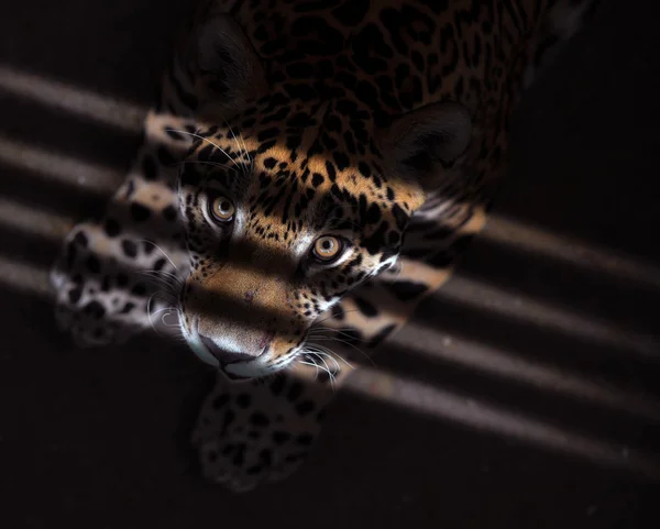 Jaguar w ciemności — Zdjęcie stockowe
