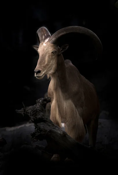 Чоловіча вівця Барбарі (Ammotragus lervia ) — стокове фото