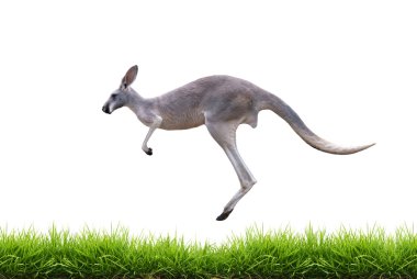 grey kangaroo jump on green grass isolated clipart