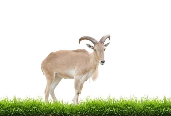 Femmina Barbary pecore con erba verde isolato — Foto Stock