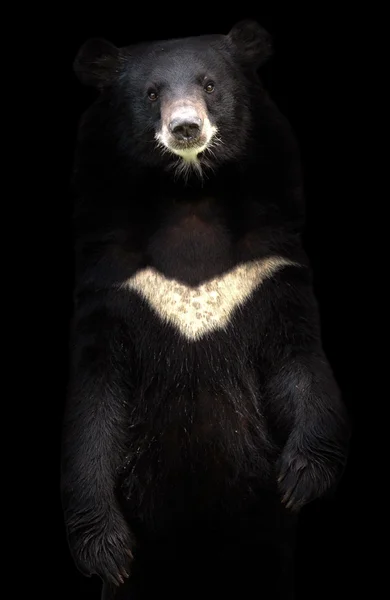 Asiatiska black bear — Stockfoto