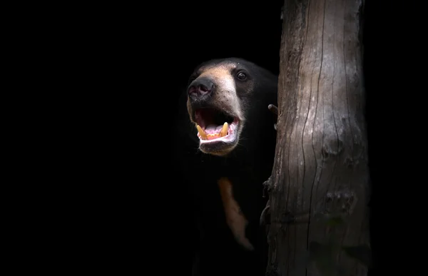 Malaiischer Sonnenbär — Stockfoto