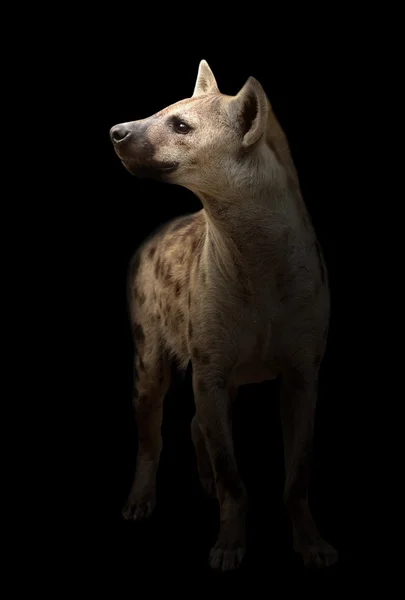 Пятнистая гиена в темноте — стоковое фото